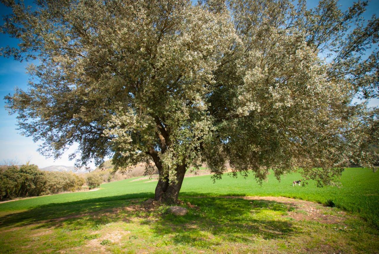 La Baronia de Rialb Masia L'Ara المظهر الخارجي الصورة